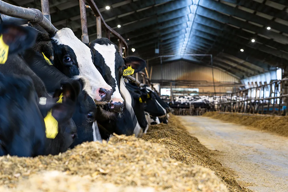 Ambia Dairy