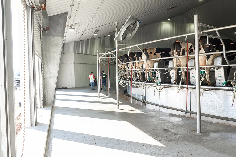 Freeland Dairy