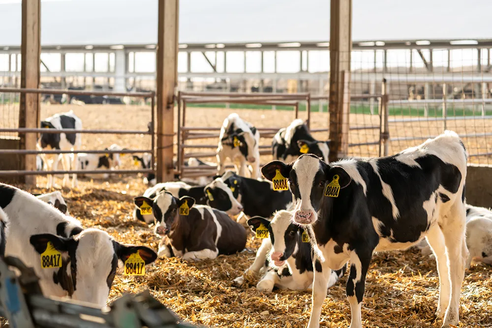 Warren Dairy