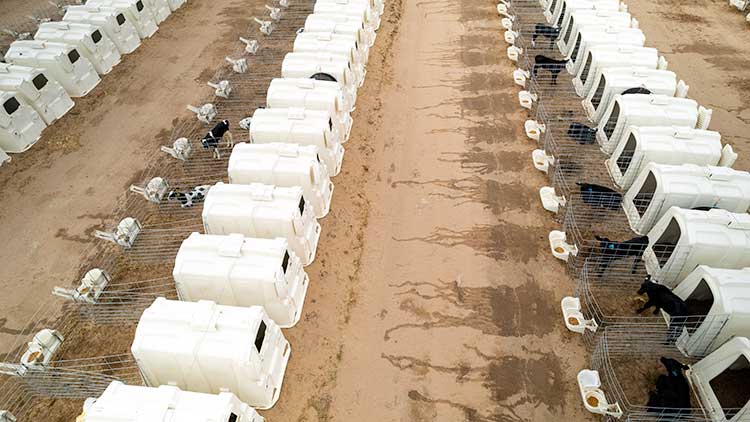 Lakin Feedyard