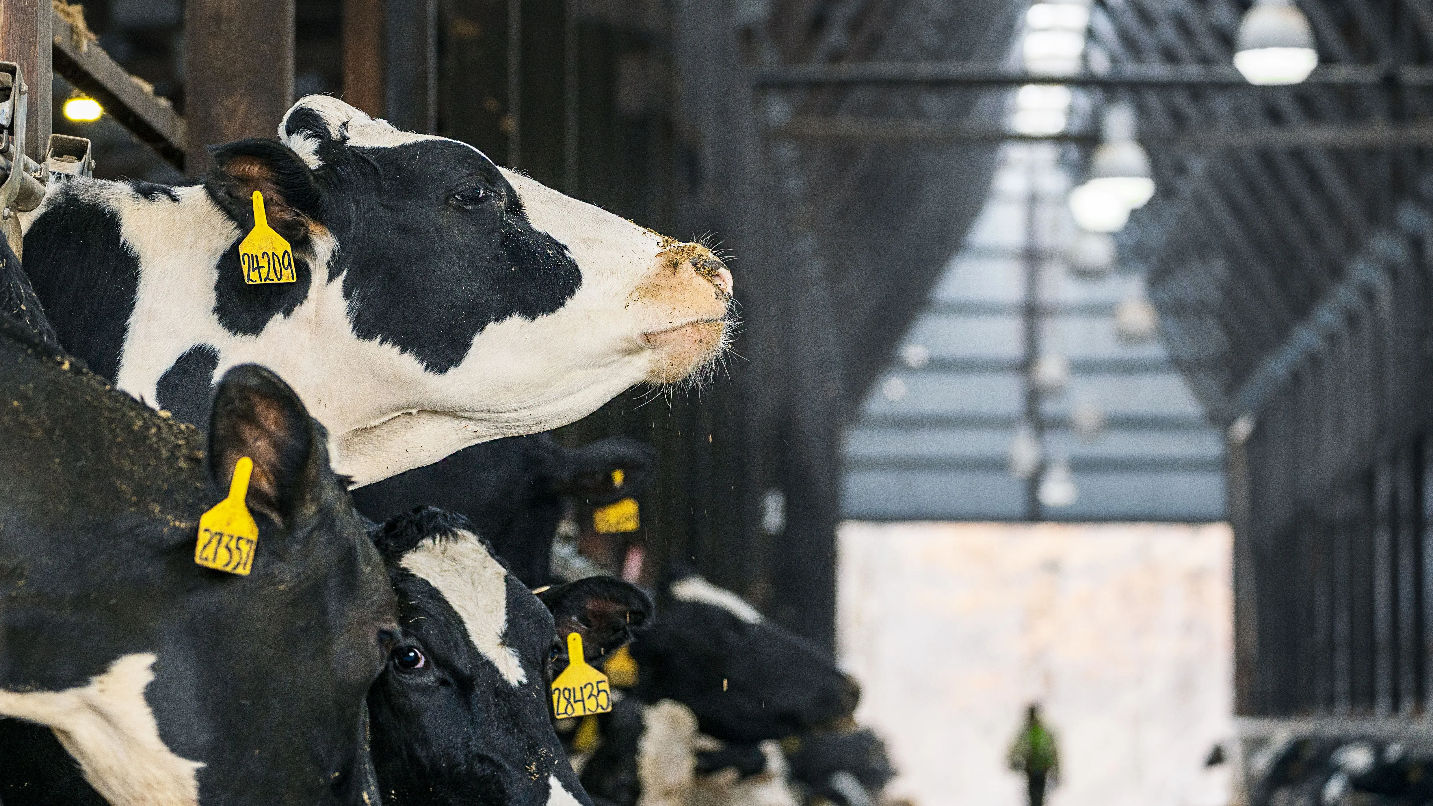 Bluestreak Dairy