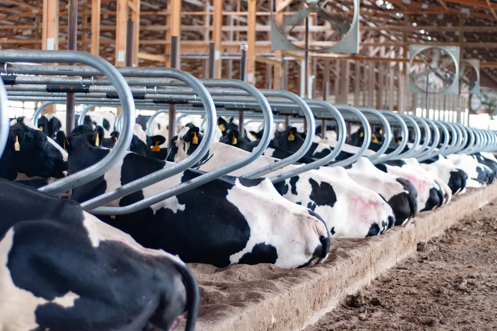 Silverstreak Dairy